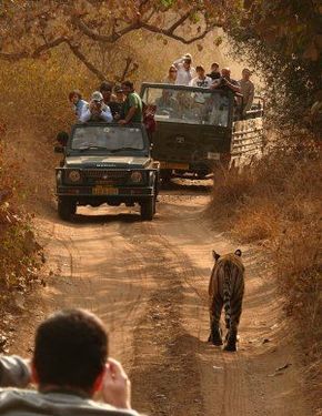 Wildlife Tour, Wildlife Tour by Kesari, Wildlife Tours, Wildlife Tours,Wildlife Tours in India,Wildlife Tour Packages, Tiger Safari in India, Jungle Tours in India, India Wildlife Tour Packages